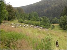 2 NSG Alter Hagen bei Willingen